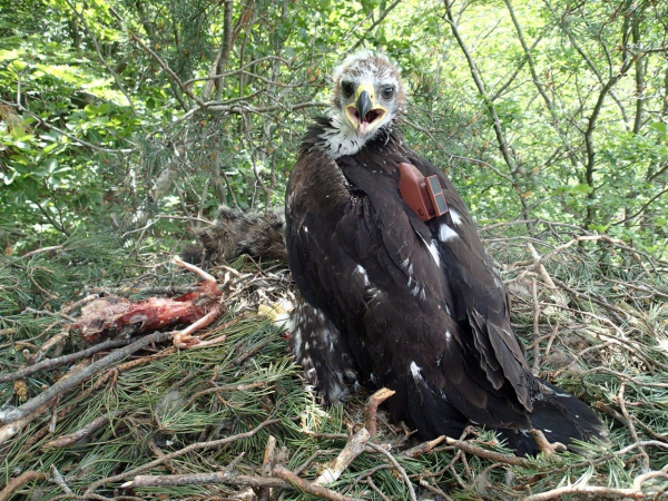 Le jeune aigle royal lors de la pose du GPS – Florian Veau